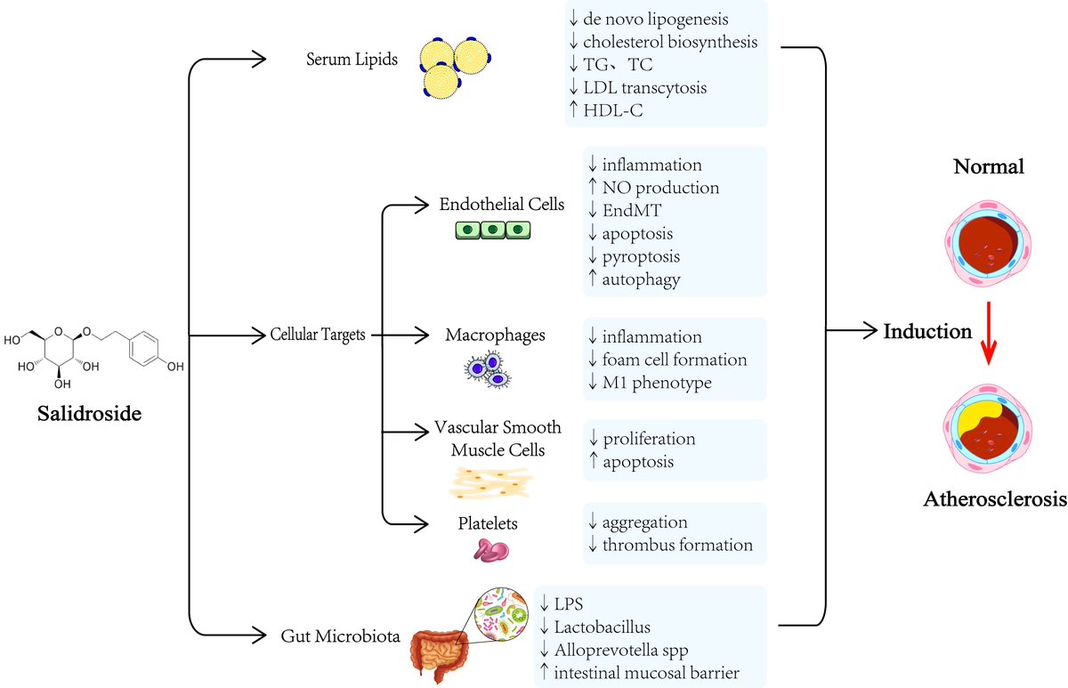 RCMjournal's tweet photo. #RCM - Vol. 24 No. 4
✨Review
Antiatherosclerotic Effect and Molecular Mechanism of Salidroside
🖍️Fang Jia et al.
#Salidroside #atherosclerosis #VSMC #endothelial #lipid #Gut #microbiota
🔎Full Text:
https://t.co/Mi3vdcokiW https://t.co/hbel42wyRc