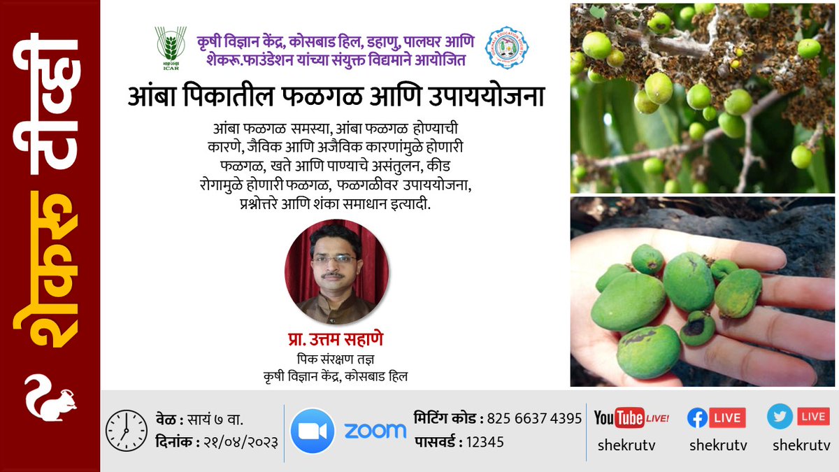 shekruTV's tweet photo. #आंबा पिकातील #फळगळ आणि उपाययोजना
उत्तम सहाणे
#पिक #संरक्षण तज्ञ #कृषी विज्ञान केंद्र #कोसबाडहिल
२१/४ सायं ७
Solutions 4 #FruitDrop in #Mango
Uttam Sahane
Subject Specialist #CropProtection
#Krishi Vigyan Kendra, #KosbadHill #Palghar
21/4 7pm
#kvk #icar https://t.co/KUeg5sMgnx