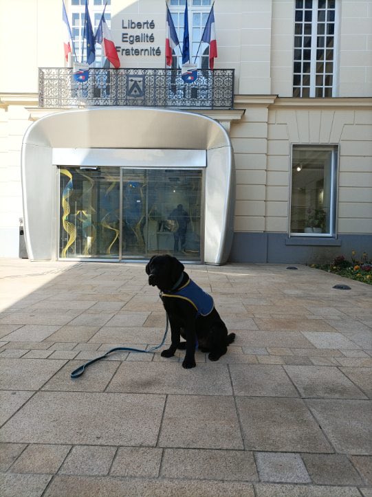 RachelAdil's tweet photo. Tipiak - #handichien en devenir, vient d’accompagner sa maîtresse pour des démarches a l’ État Civil - Excellent accueil et respect de sa mission https://t.co/TXhpJIhSRz