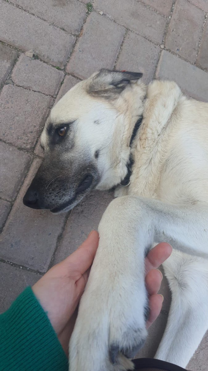 Köpeğe tecavüz eden bu sapık mı ? 👇🏻 Yoksa bu ağzı dili olmayan sapıklık nedir bilmeyen köpek mi ? Sokakta olmamalı ? El vicdan be ! Sokakta köpek olmasın diye uğraşacağınıza sokakta her türlü pisliği yapan bu mahluklara çıksın sesiniz !