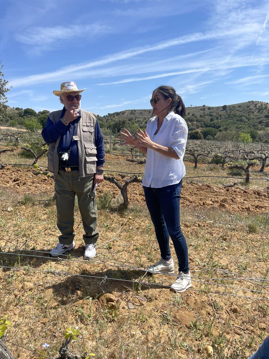 CastillaYLeonTB's tweet photo. Finca Volvoreta es una opción muy interesante para practicar enoturismo en Toro. Ha sido una de las primeras bodegas en obtener la certificación ecológica en Castilla y León. 

¿Apetece un vino de Toro?

#DuraDouroEU #SomosDueroDouro 

 @clusteraeice @fundacionSMLRPH https://t.co/PNhGsaZ9VK