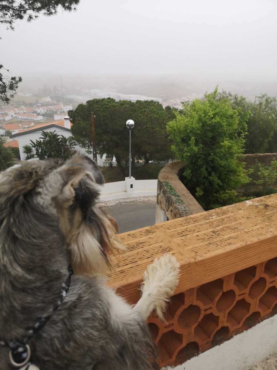 Eddie Schnauzer tweet media