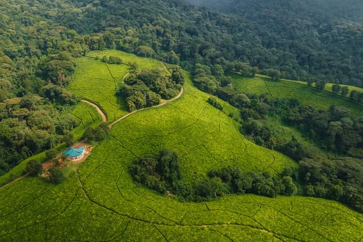 Burundiguides's tweet photo. Teza tea Plantation. https://t.co/y7r3fmlI8L