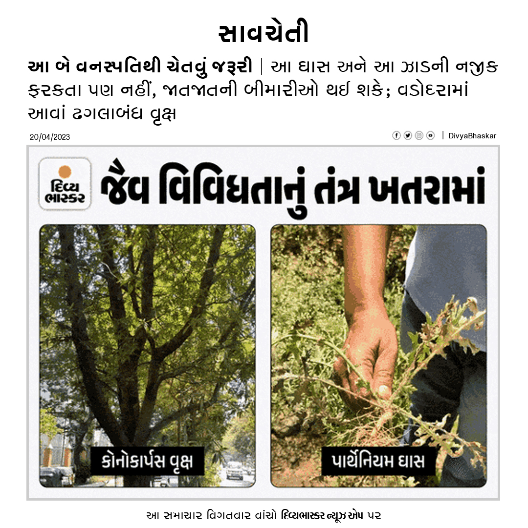 Divya_Bhaskar's tweet photo. આ બે વનસ્પતિથી ચેતવું જરૂરી : આ ઘાસ અને આ ઝાડની નજીક ફરકતા પણ નહીં, જાતજાતની બીમારીઓ થઈ શકે; વડોદરામાં આવાં ઢગલાબંધ વૃક્ષ - https://t.co/FdYLW593oh
Download Divya Bhaskar App : https://t.co/oNZgPvNeh8
#Gujarat | #Vadodara | #ConocarpusTree | #PartheniumGrass https://t.co/aBciUizgV2