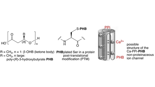 HelvChimActa's tweet photo. Read the perspective of Dieter Seebach @ETH_DCHAB @ETH_en: no life on this planet without poly-beta-hydroxybutyrates (PHB) #Dunitz_Issue #OpenAccess https://t.co/LtS3Idvm49 https://t.co/w7dPVyyVkV