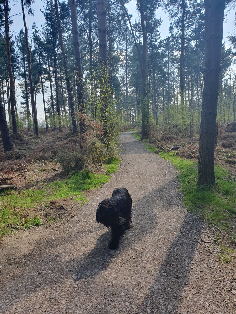 JustMeNow_Alex's tweet image. Aaand breathe 😃 #springwalks in beautiful #Shropshire love the bird song at this time of year.