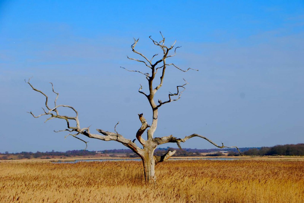 TheSuffolkMan's tweet photo. #Dead tree in the marshes of the #RiverAlde #Suffolk @keeper_of_books https://t.co/1H1oYhqTrw