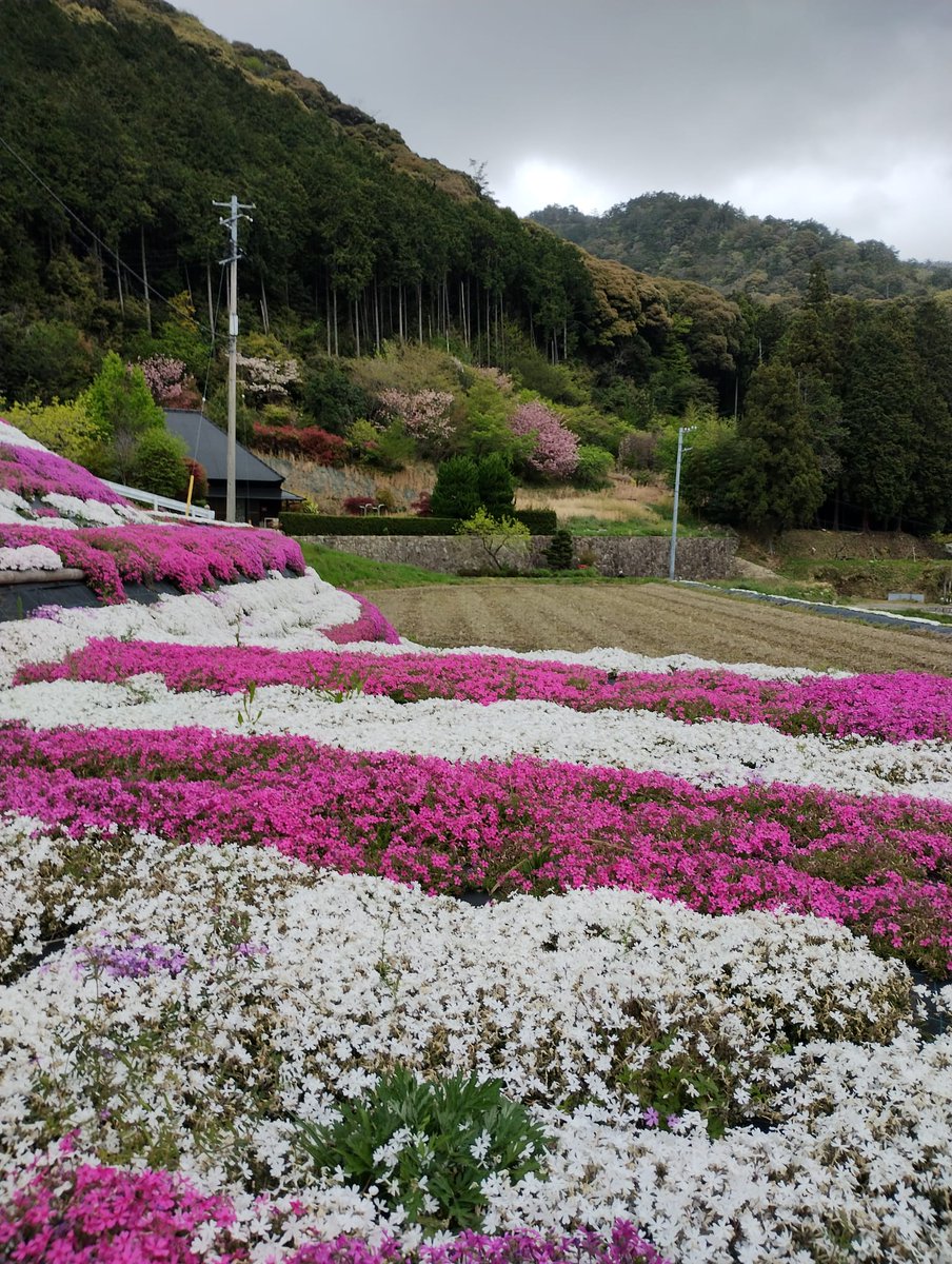 venayamaguchi's tweet photo. En un área de campos de arroz en terrazas junto a la carretera entre Yamaguchi y Mine los vecinos han plantado shibazakura, y cada año las cuidan para que estas flores, que cubren el suelo como un césped, continúen adornando la ciudad con bellos mantos blancos, violáceos y rosas. https://t.co/0o47CwrFgF
