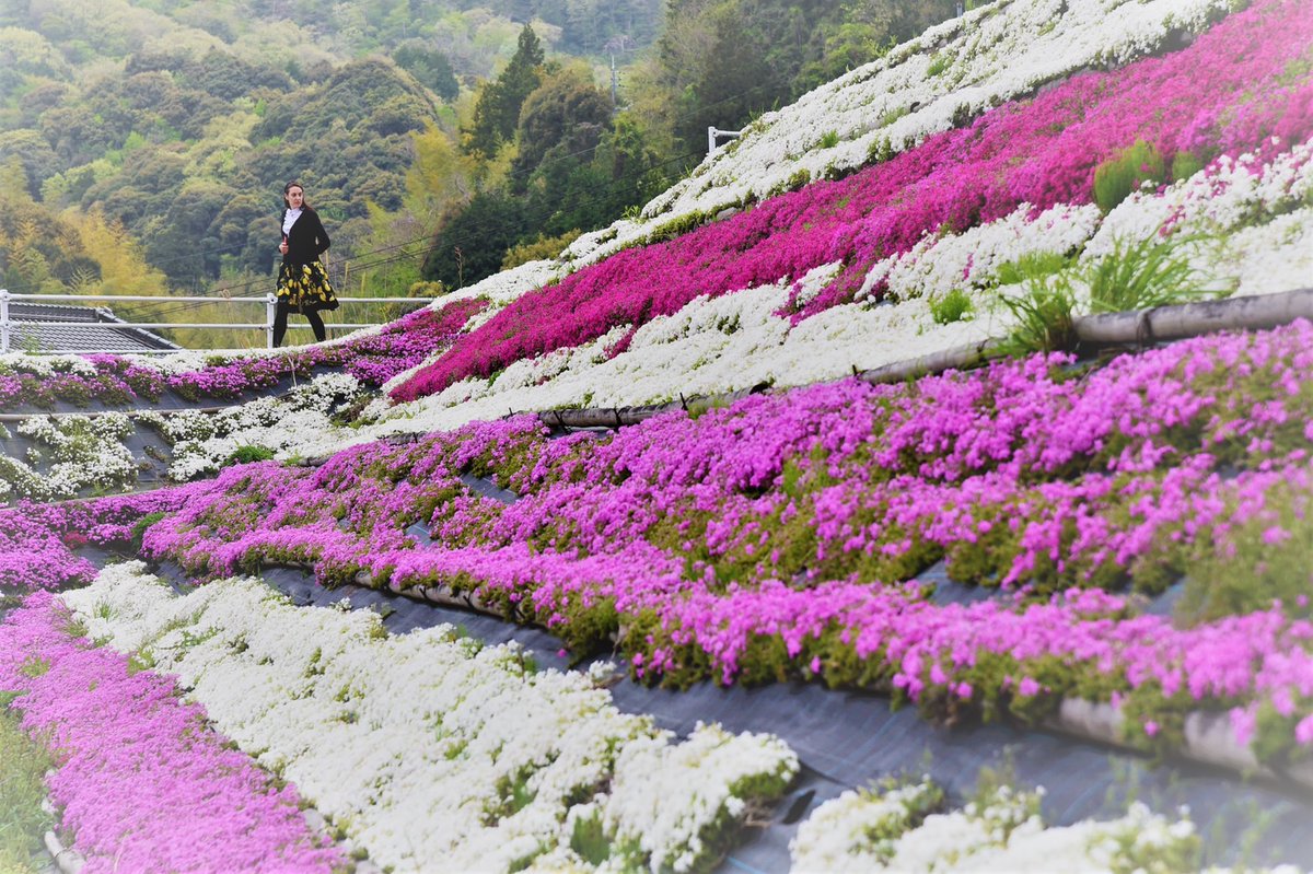 venayamaguchi's tweet photo. En un área de campos de arroz en terrazas junto a la carretera entre Yamaguchi y Mine los vecinos han plantado shibazakura, y cada año las cuidan para que estas flores, que cubren el suelo como un césped, continúen adornando la ciudad con bellos mantos blancos, violáceos y rosas. https://t.co/0o47CwrFgF