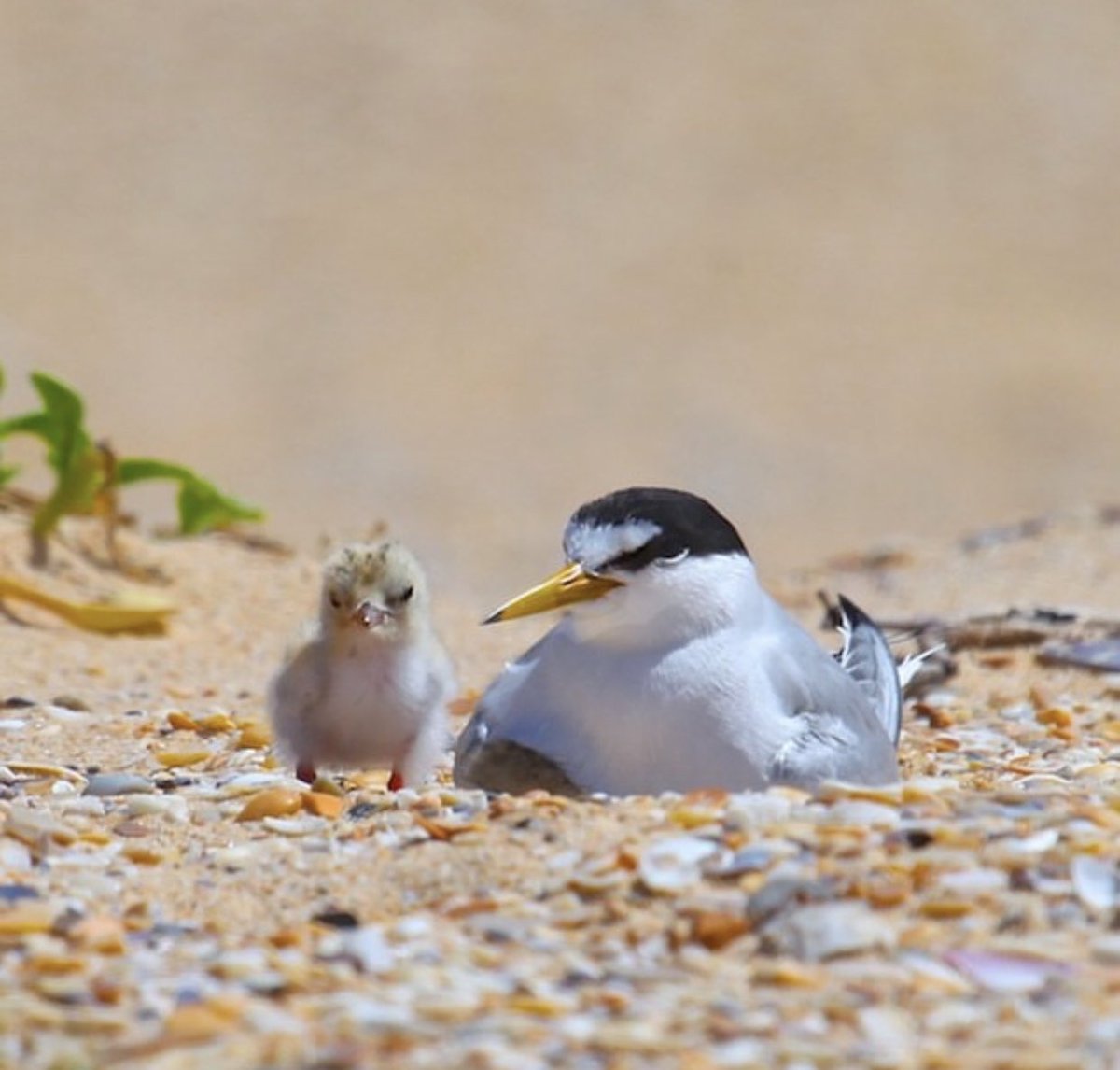 FriendsChiHarbr's tweet photo. Another wonderful incentive to  monitor little terns through the breeding season. They are one of the UK’s rarest seabirds and are only on a handful of sites, including Chichester Harbour. Protecting these birds is paramount to their survival.
https://t.co/ISgfpi9Guj https://t.co/TQw1fe61Rq