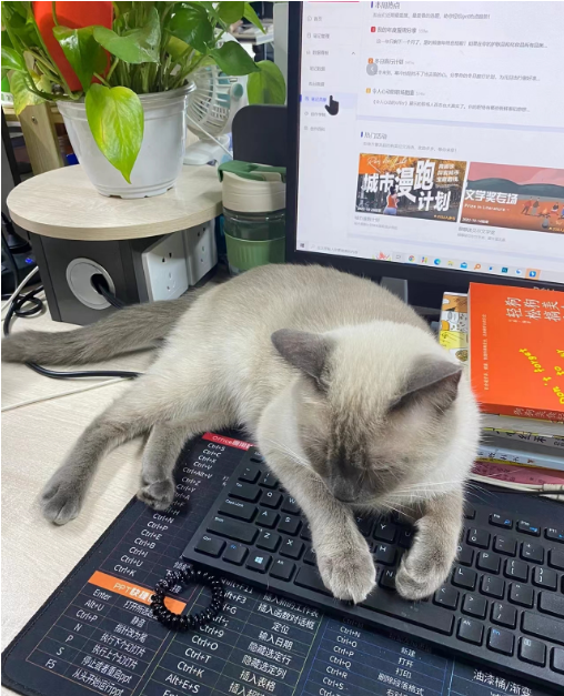 A new colleague came to the office😼😼😼
#cat #petsofinstagram #catsofinstagram #dogsofinstagram #cutepets #cutepets #instapets #furbaby