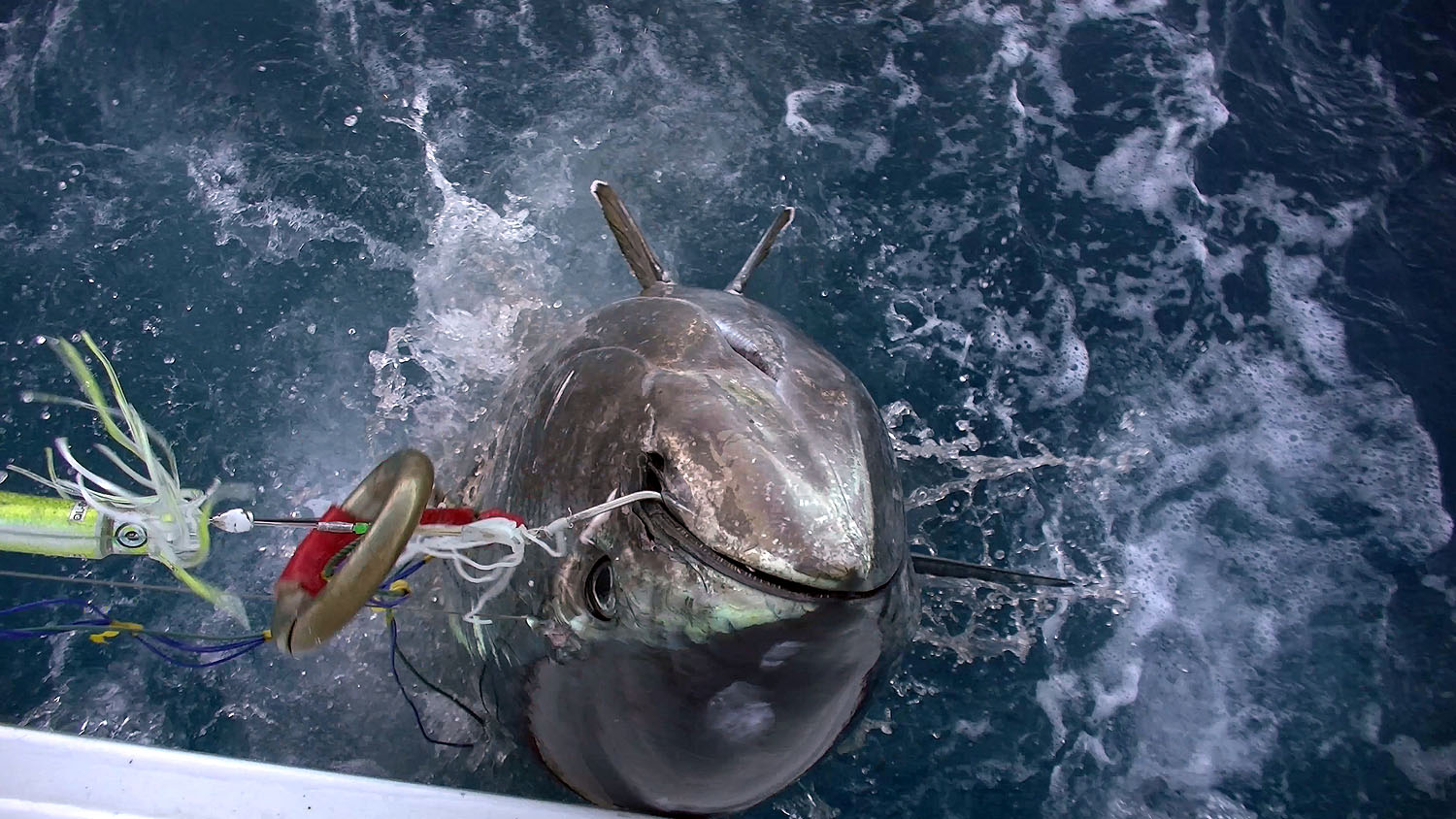 茂木陽一世界を釣る 1 海のモンスターたち ☆正規激安☆ - nexflex.com.mx