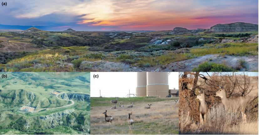 Lab of Wildlife Ecology & Behaviour tweet media