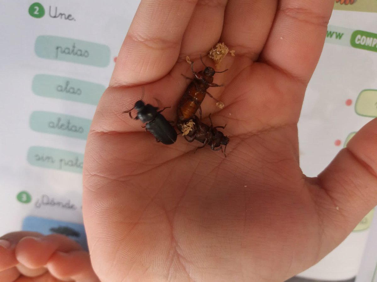 esclavasjerez's tweet photo. En nuestro proyecto #VencejosMedianeros el alumnado ha estudiado el ciclo biológico del #tenebrio 🐛para su posterior cultivo. Gracias a este insecto podemos alimentar y recuperar los #vencejos huérfanos que nos remite el @ZooJerez y la @sghnatural 
@SEO_BirdLife @EducacionSEO https://t.co/shMnHw3ICw