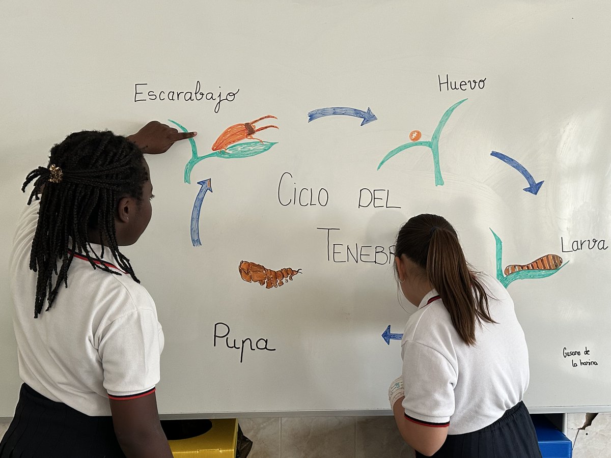 esclavasjerez's tweet photo. En nuestro proyecto #VencejosMedianeros el alumnado ha estudiado el ciclo biológico del #tenebrio 🐛para su posterior cultivo. Gracias a este insecto podemos alimentar y recuperar los #vencejos huérfanos que nos remite el @ZooJerez y la @sghnatural 
@SEO_BirdLife @EducacionSEO https://t.co/shMnHw3ICw