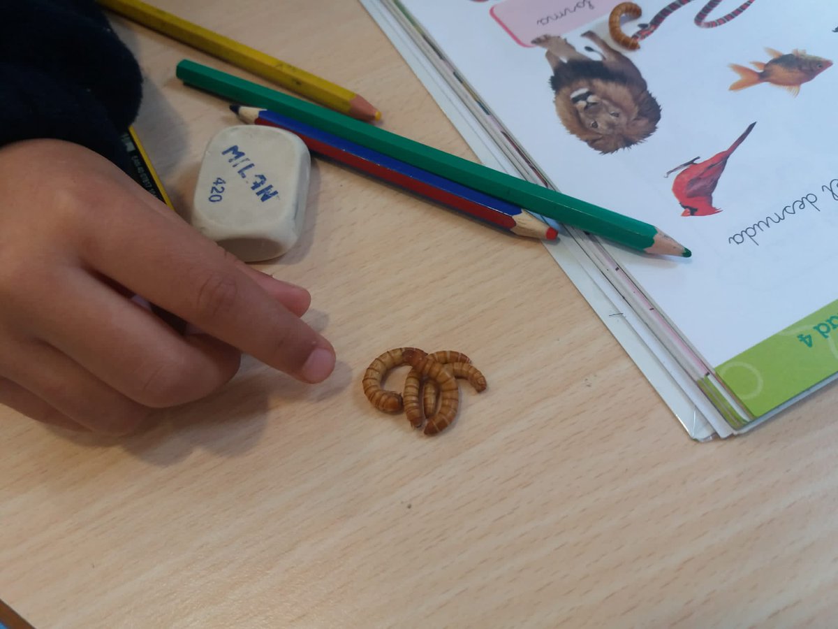 esclavasjerez's tweet photo. En nuestro proyecto #VencejosMedianeros el alumnado ha estudiado el ciclo biológico del #tenebrio 🐛para su posterior cultivo. Gracias a este insecto podemos alimentar y recuperar los #vencejos huérfanos que nos remite el @ZooJerez y la @sghnatural 
@SEO_BirdLife @EducacionSEO https://t.co/shMnHw3ICw