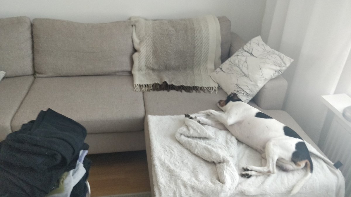 hastfarm's tweet photo. Rankkaa tämä koiran elämä #doglife #päikkärit #pihis 👍🤓🤣 https://t.co/edvThxTXdx