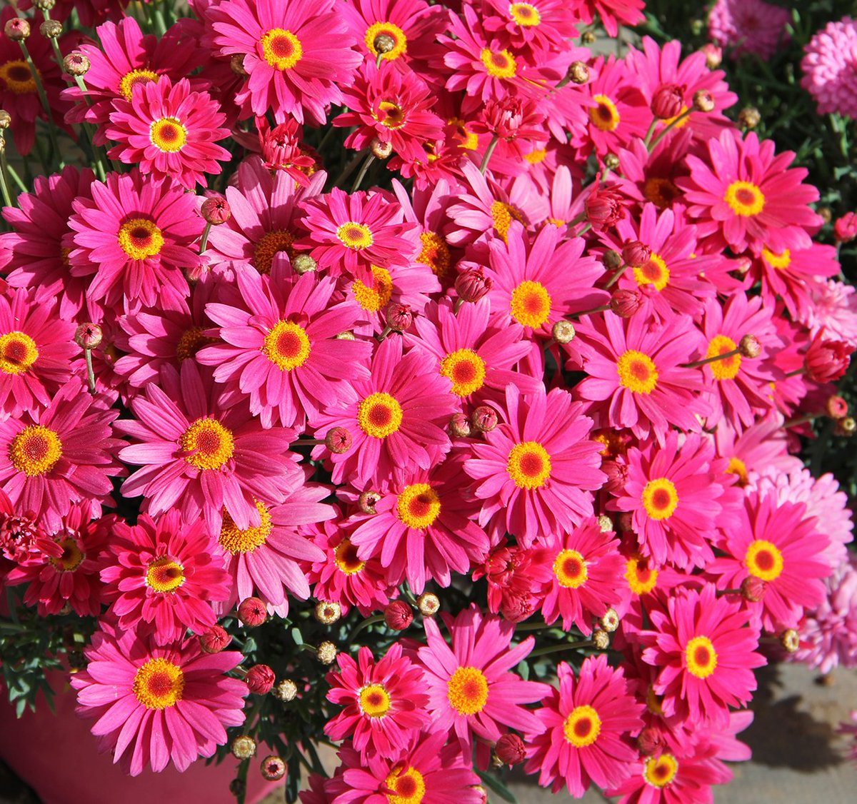 ruben_corella's tweet photo. #gorgeous #eclats #fleurs #printemps #springboom #blooming #flores #gardens #bedtgardens #besos #kisses #GreatReset #jardines #colorines https://t.co/lurtAdnHBX