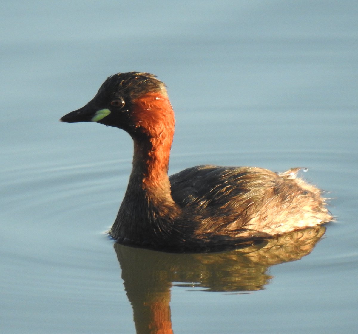 Pel que fa a ocells, al pèlag de La Saulonera hi portem detectades 158ssp d'ocells des de 2010, moltes són ocells aquàtics. Alguns hi nidifiquen, com el cabusset, però també ho fan altres ssp més escasses que el fan una zona humida molt especial!
📷 <a href="/MarcPeris3/">Marc Peris</a> 
<a href="/birdcatalunya/">Birding Catalunya</a>