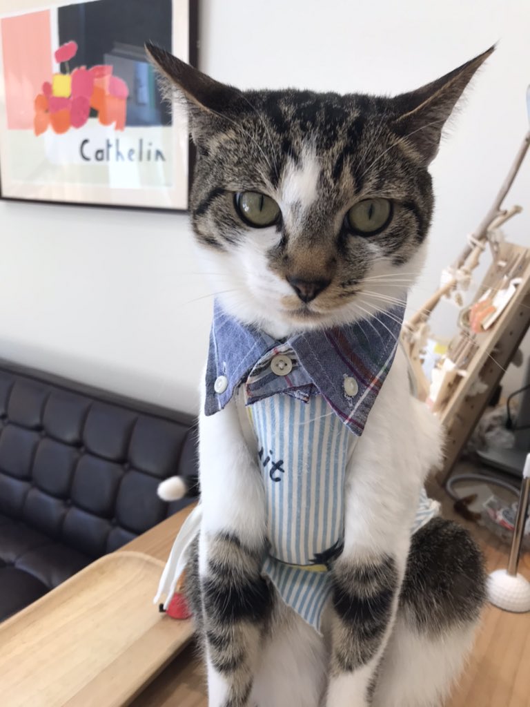 tofusan3's tweet photo. 襟のみ人の服のリメイク❤︎#猫 https://t.co/bRAnHpIro3