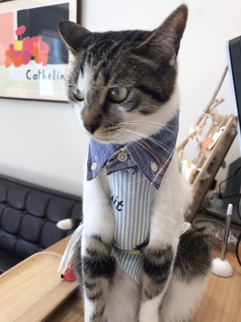 tofusan3's tweet photo. 襟のみ人の服のリメイク❤︎#猫 https://t.co/bRAnHpIro3