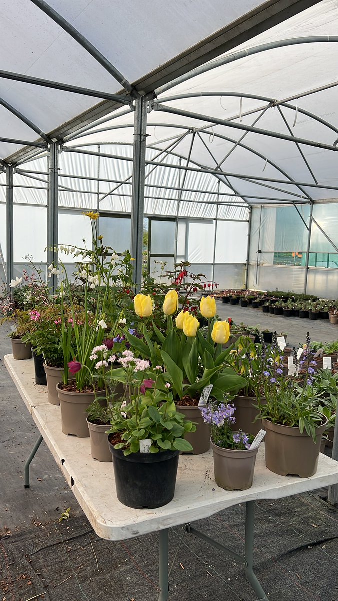 Rosyhardy62's tweet photo. Ready for the talk here @hardyplants #peatfree #colour https://t.co/PqZxoNWoQu