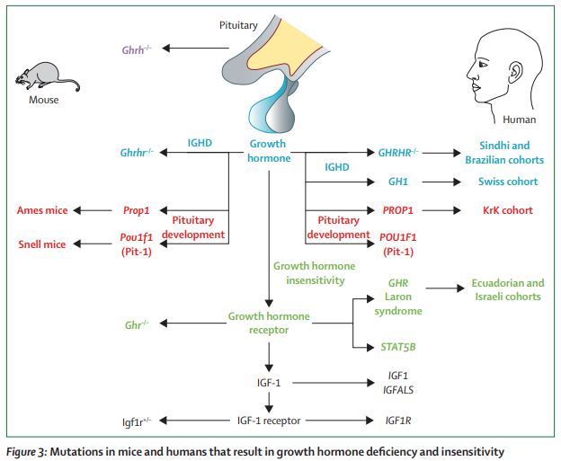 The Lancet Diabetes & Endocrinology on Twitter "Mechanisms of ageing growth hormone, dietary