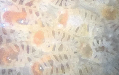 Thanks to the genetic monitoring network arms-mbon.eu, supported by geans.eu, researchers were able to document the exceptionally fast range expansion of an invasive bryozoan. bit.ly/3MZOpjM