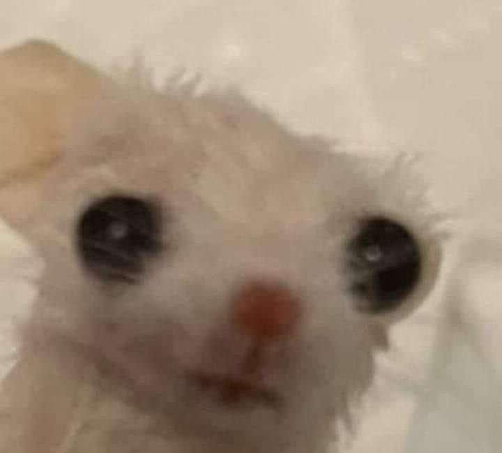 xenomorfed's tweet image. WHO WOKE ME FROM MY SLUMBER TO PLAY A DAMN TEST ALARM EMERGENCY ALERT