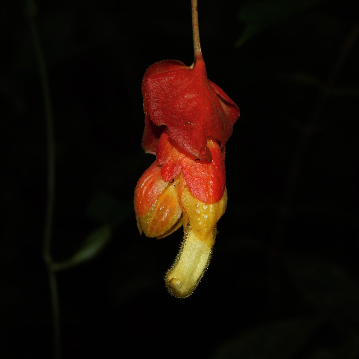jason_nge's tweet photo. Drymonia coccinea and D. pendula (#Gesneriaceae) from the Amazon forest of the Neotropics. These species along with many in the genus have bright red bracts that surround the yellow flowers.
#Drymonia #Gesneriad #rainforest #EcuadorianFlora #AmazonRainforest #AmazonFlora https://t.co/MkqOs6Hlg9