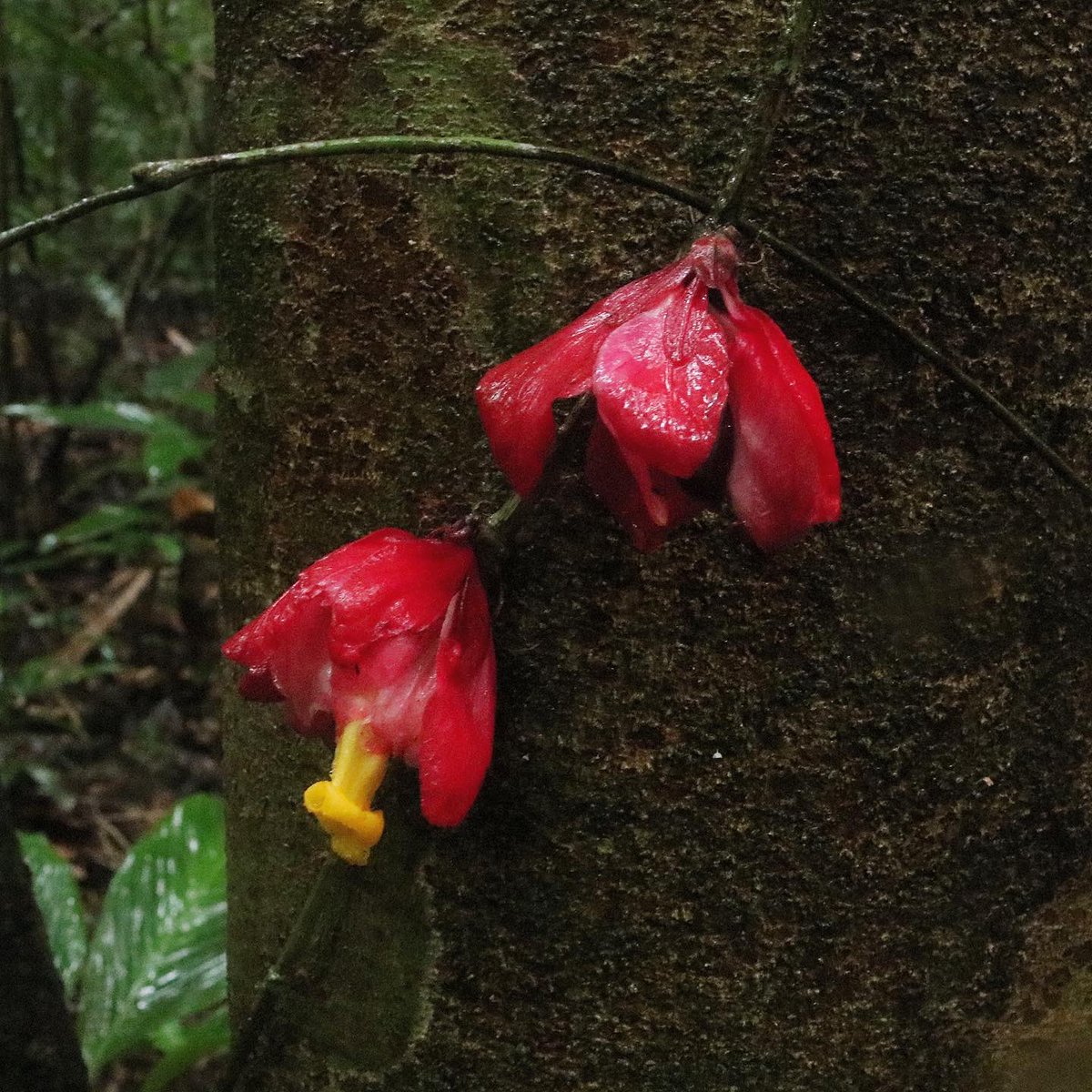 jason_nge's tweet photo. Drymonia coccinea and D. pendula (#Gesneriaceae) from the Amazon forest of the Neotropics. These species along with many in the genus have bright red bracts that surround the yellow flowers.
#Drymonia #Gesneriad #rainforest #EcuadorianFlora #AmazonRainforest #AmazonFlora https://t.co/MkqOs6Hlg9