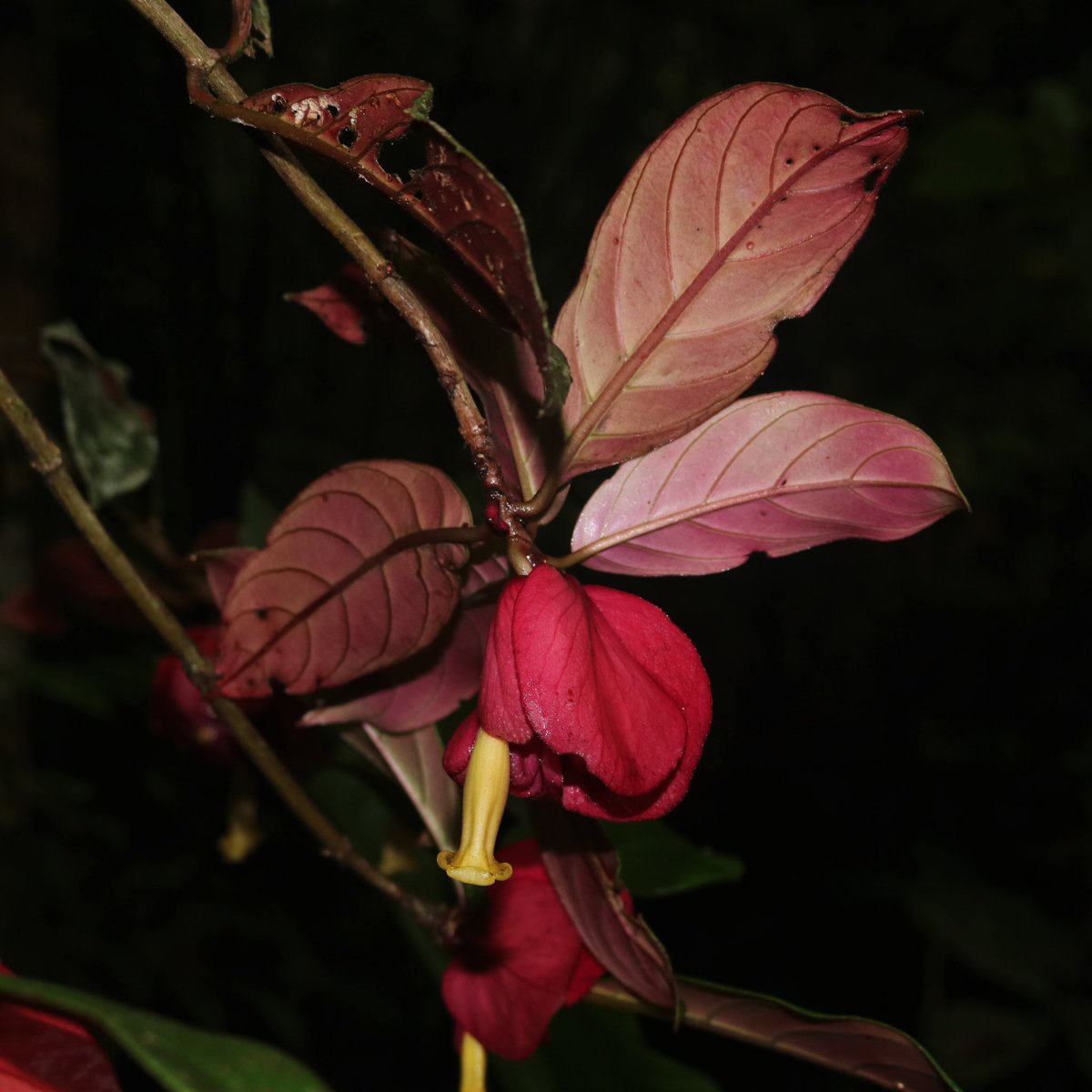 jason_nge's tweet photo. Drymonia coccinea and D. pendula (#Gesneriaceae) from the Amazon forest of the Neotropics. These species along with many in the genus have bright red bracts that surround the yellow flowers.
#Drymonia #Gesneriad #rainforest #EcuadorianFlora #AmazonRainforest #AmazonFlora https://t.co/MkqOs6Hlg9