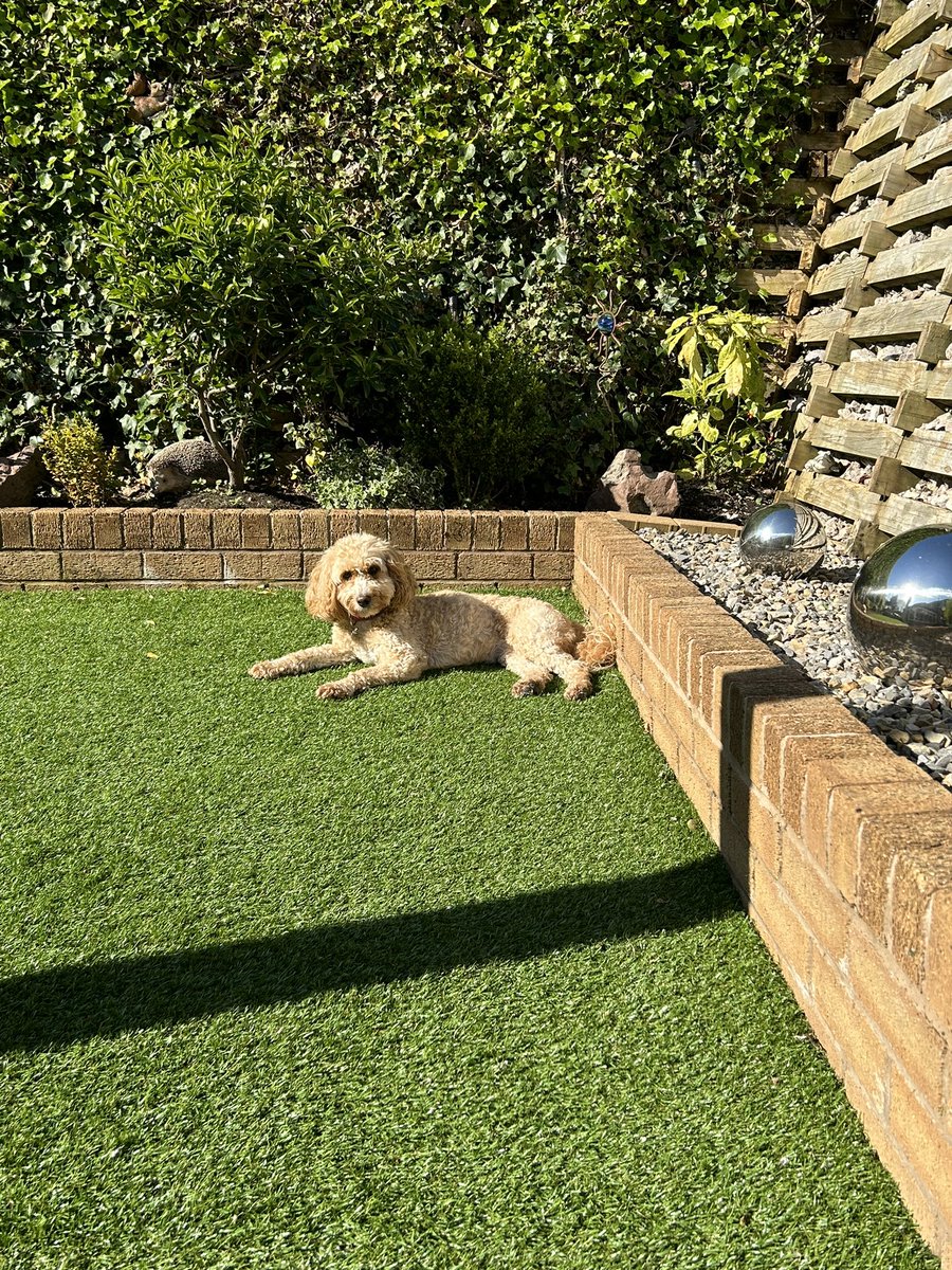 MollyK2019's tweet photo. Time to catch some rays! ☀️ 🐶 https://t.co/ofBcoXopBj
