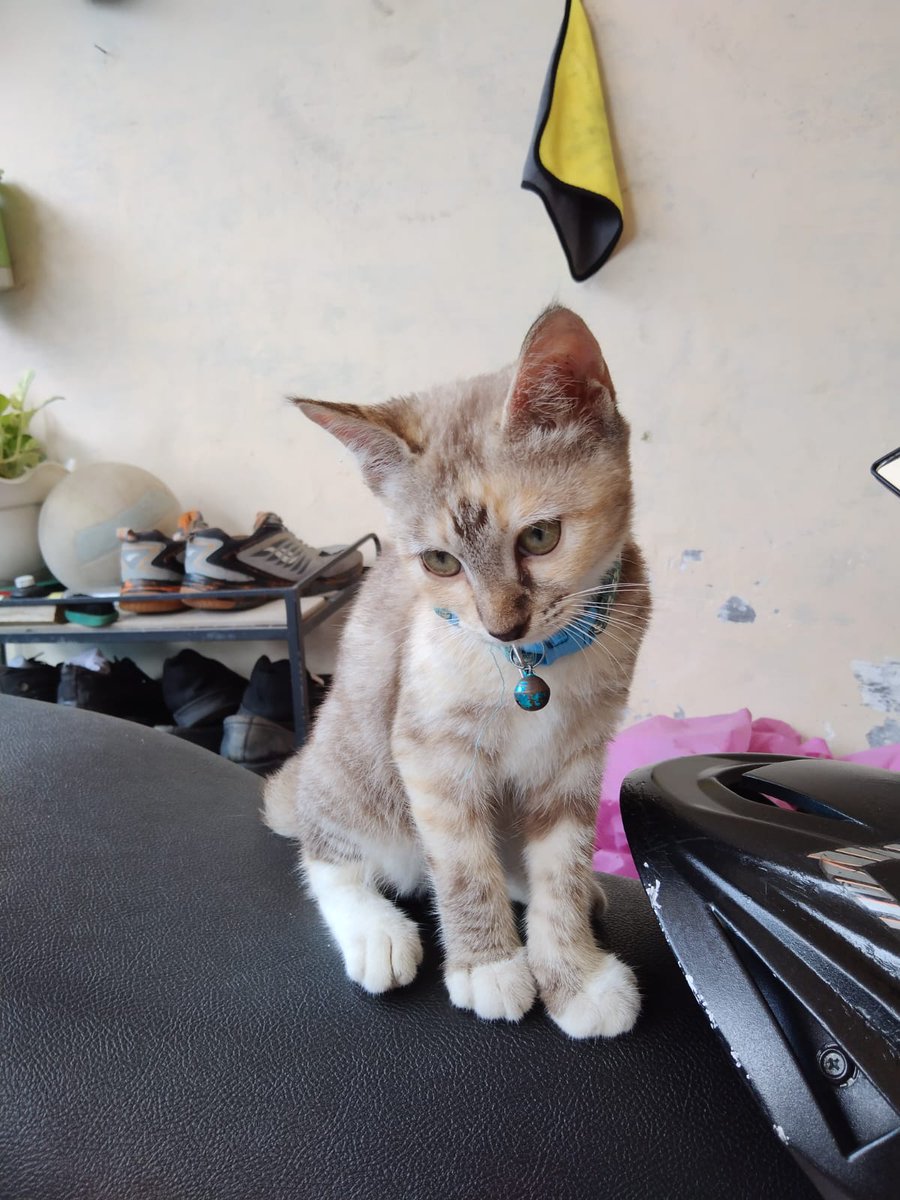 L731x's tweet photo. @kochengfs sorry oot, aku open adopt tanpa mahar alias gratis, dia betina usia 3 jalan 4 bulan (7 mei), pipup udh dilitter box, kalem tp lincah, karena dirumahku dah banyak kucing jd takut gabisa ngurusin, dom Surabaya ya gais, barangkali mauu https://t.co/1EsETx4Y11