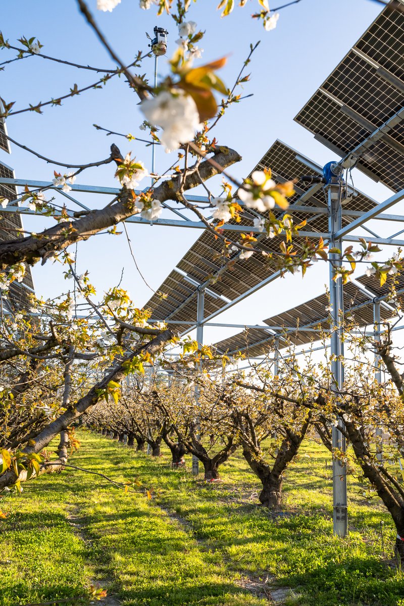Sun__Agri's tweet photo. Spring has sprung - épisode 2 🌸

Après les pêchers en fleur à Etoile-sur-Rhône, c'est au tour des cerisiers à Loriol-sur-Drôme. 🍒

Vivement la récolte 😋

#agrivoltaïsme #cerisiers #agriculture #printemps https://t.co/FuMouSHzsK