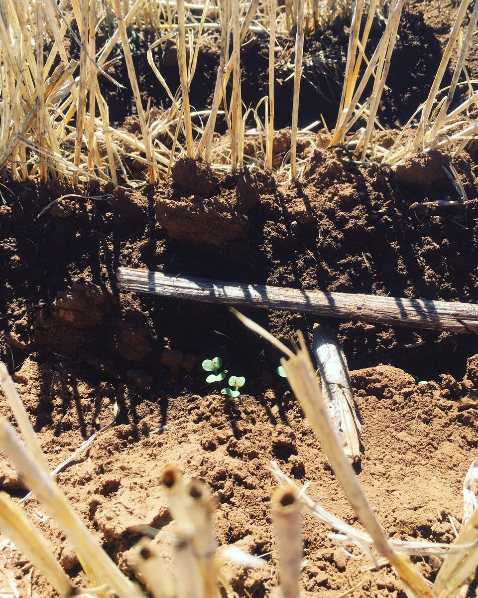 CofEKenya's tweet photo. Another season underway … 🐝🌱🌞🌻 🤑

#croprotation #notillfarming #conservationagriculture #soilhealth https://t.co/m93Ou3iudc