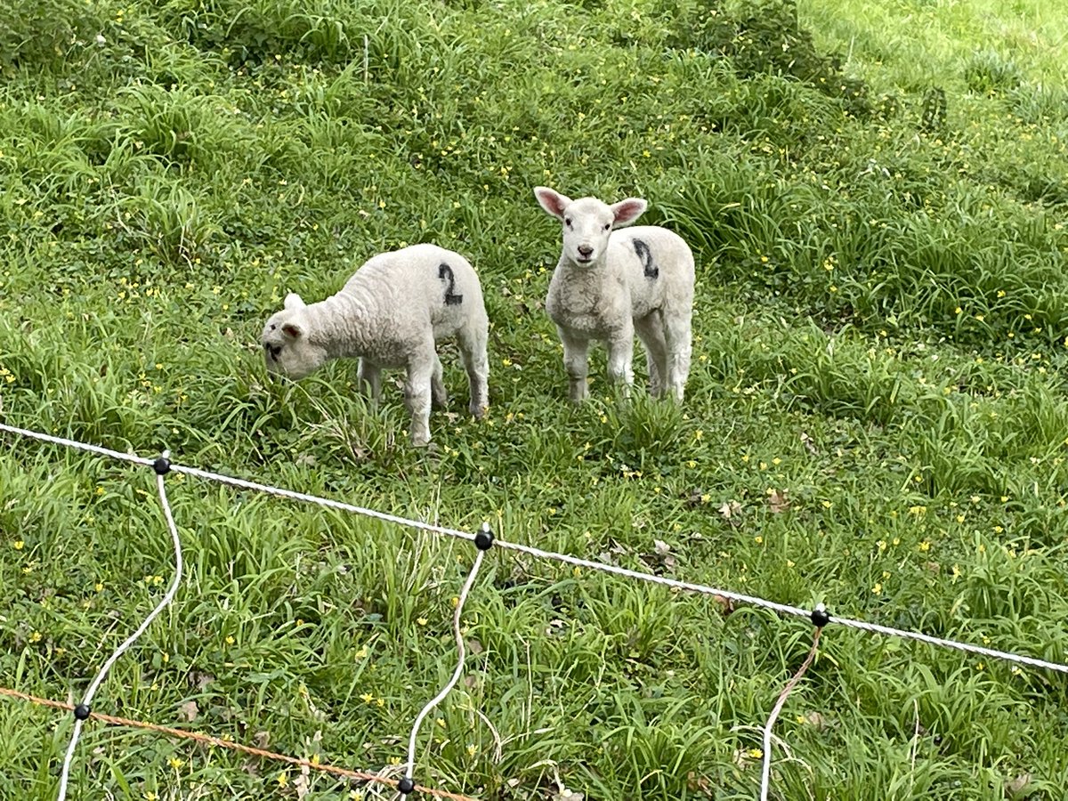 New born babies, so cute, spring is definitely here.#LoveSark