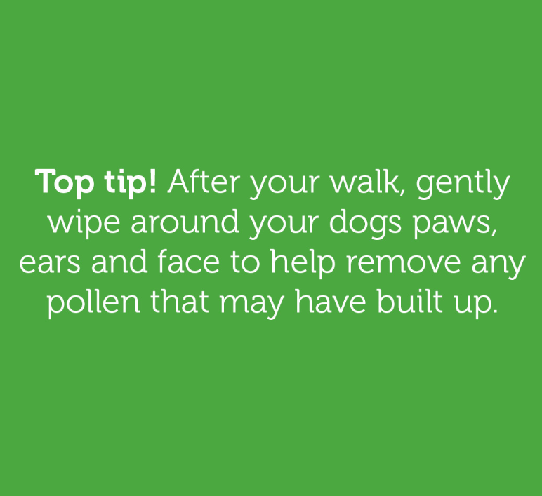 KilnerWayRetail's tweet photo. Did you know that dogs can be susceptible to hayfever?🌸 Here's our top tip to help reduce symptoms👆

#petsathome https://t.co/JYThgpNkYg