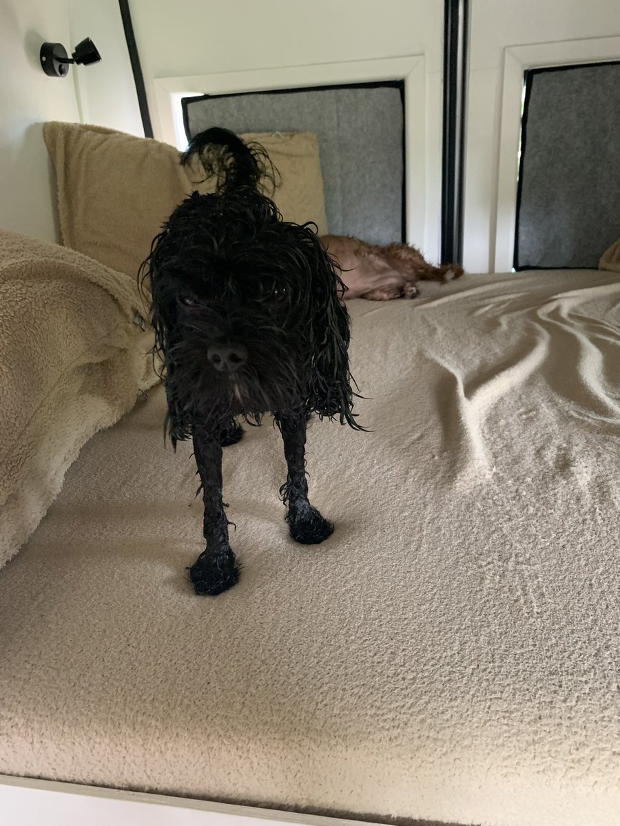One of those funny little Emu birds. Or is it?