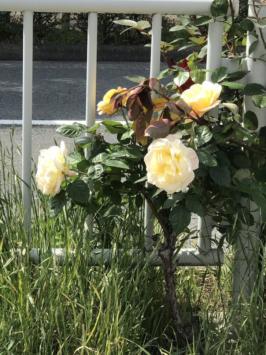 Totheworld5's tweet photo. 遂に吾　防人になる　春の風

At last, I am a defender. Spring breeze

#haiku #springwinds
#俳句　#春の風 https://t.co/tM1eqkdPuK