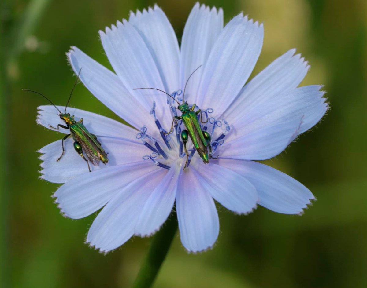 CREAF_ecologia's tweet photo. ⚠️Perdem pol·linitzadors⚠️ L’últim segle s’han detectat declivis molt importants en la diversitat i abundància d’insectes pol·linitzadors, sobretot abelles i papallones, a tota Europa 📉 P.e., un estudi d’Alemanya assenyala pèrdues d’insectes voladors del 75% els últims 25 anys🥴 https://t.co/HBnqygJ3MO