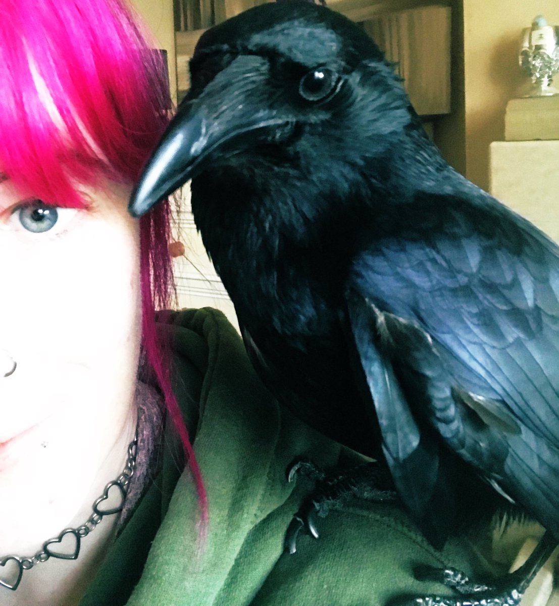 MrEdgarCrow's tweet photo. Morning!! Caw! It’s a nice day, think I’m going to have a fly-hop around the garden, maybe dig up some worms and shout at the fat wood pigeons. What you doing today? 🖤🦅 https://t.co/GH5B1tSKqa