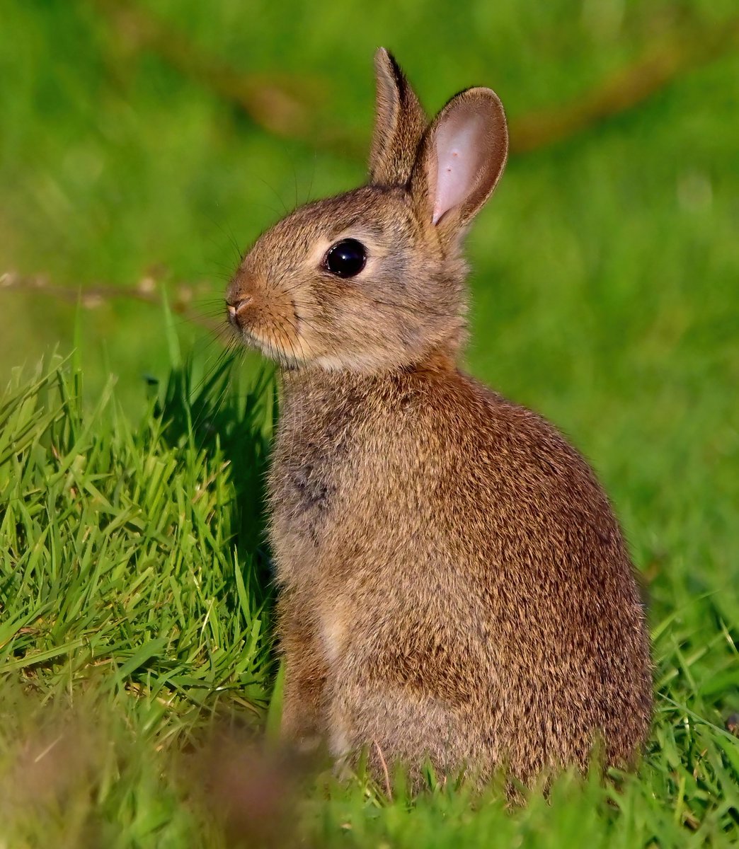 Carl Bovis on Twitter: 