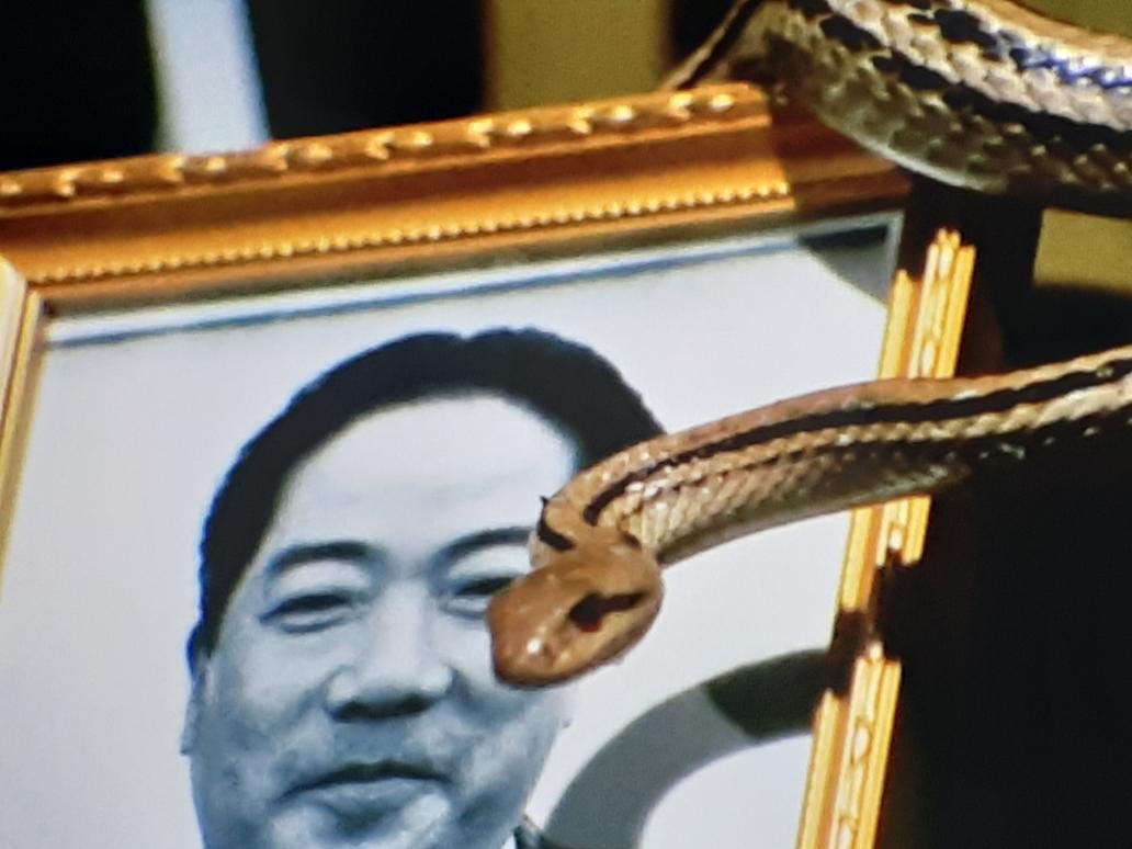 春の全温度チアーまつり on Twitter