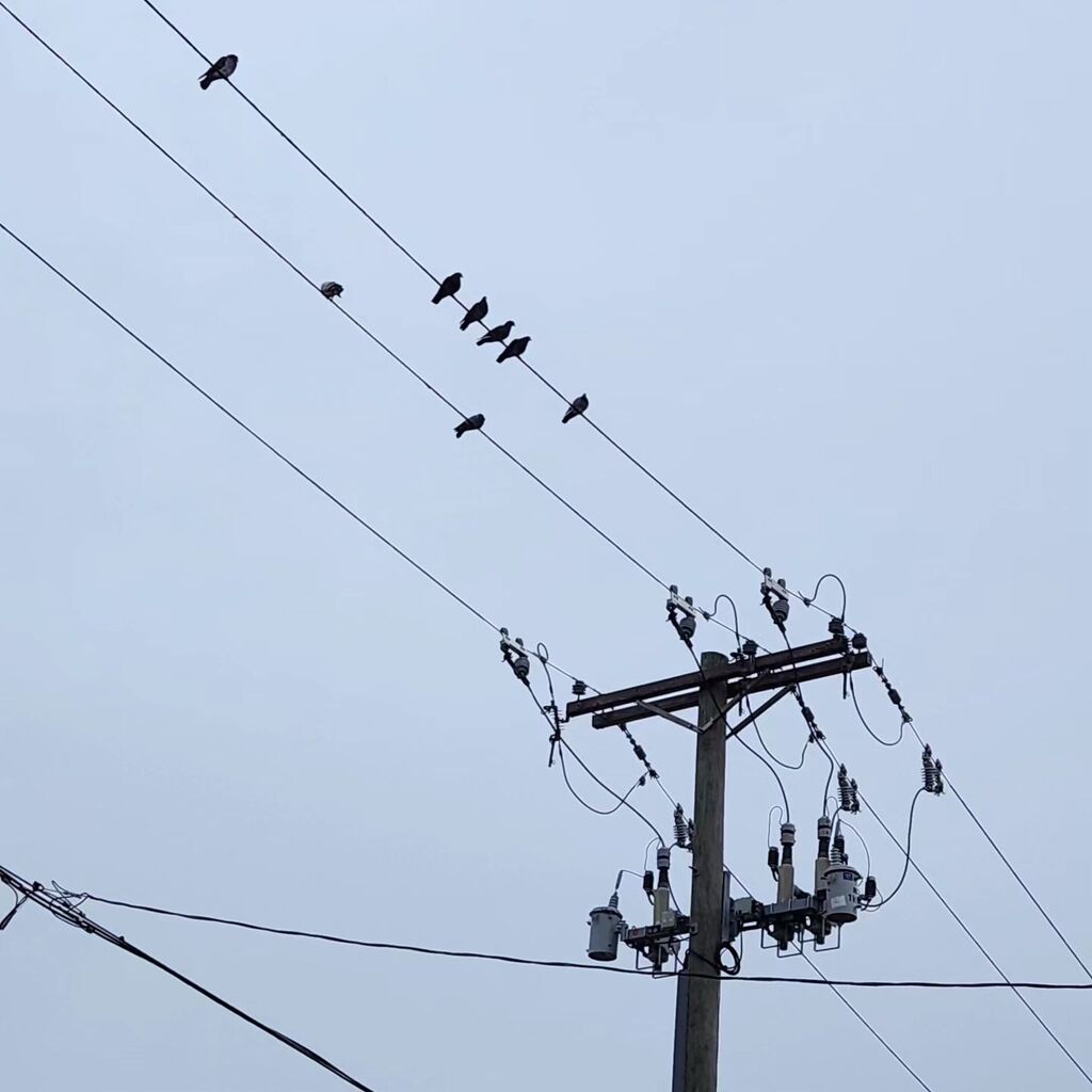 #utilitypoles #birds #philly #taofficeadventures instagr.am/p/CrQaOmyukHT/