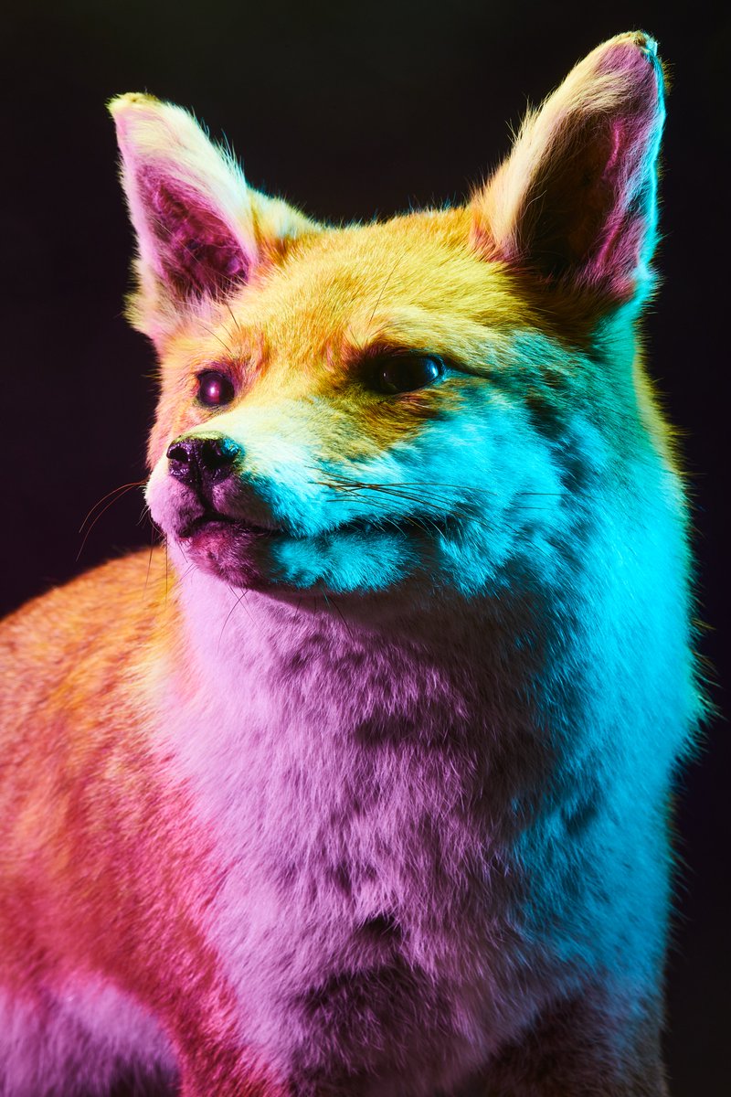 We’re joining <a href="/artfund/">Art Fund</a>
&amp; 520 museums to imagine a better future for the UK’s biodiversity by sharing a favourite animal in our collection #TheWildEscape.

Our Red Fox specimen gets out &amp; about a lot &amp; is v popular. It's only fair we got them a glamorous photoshoot. 🦊💅