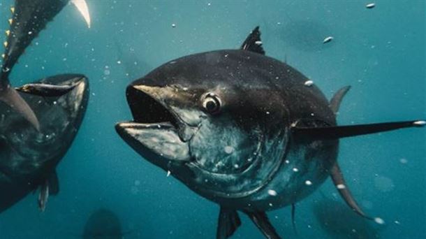 🔊 Getarian hegalaburra gizentzeko kokatuko dituzten bi kaiolen egitasmoak  bide eman digu  akuikulturaz hausnartzeko, Aztiko Xabier Irigoien eta Eneko Aierbe Ekologistak Martxan taldeko itsas  koordinatzailearekin.

👂🏼Entzun hemen👉🏼eitb.eus/eu/irratia/eus…