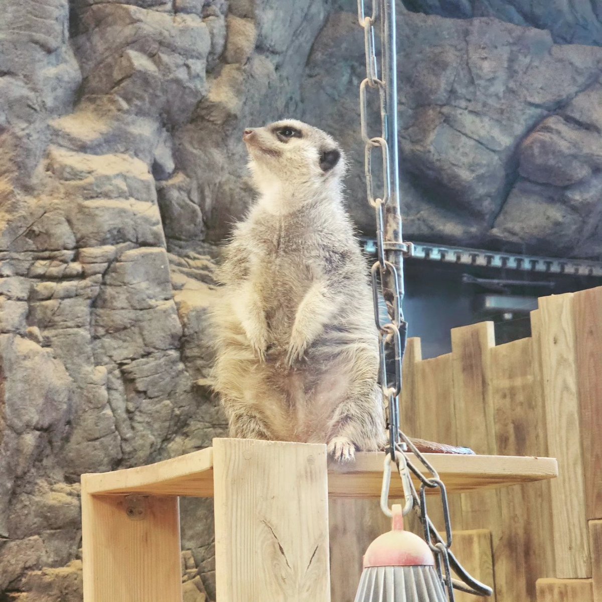 mc_xanthe's tweet photo. A little rain forest hidden in the aquarium pt.2 #aquaplanetilsan #aquaplanet #ilsan #aquarium #rainforest #animals #zoo #meerkat #lemur #guineapig #tarantula #ibis #lizard #photography https://t.co/q99vCfzB28