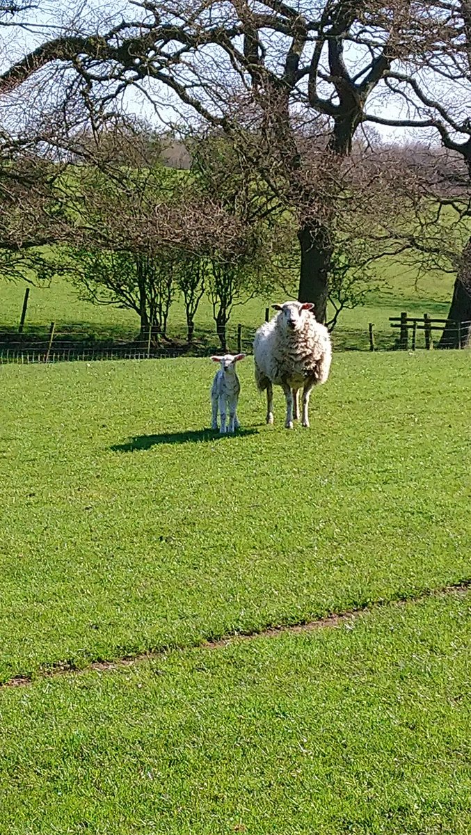 Never too old to walk past a sheep
 without saying 'baa' <a href="/WestKirbySchool/">West Kirby School</a> <a href="/DofENorth/">DofE North</a>
