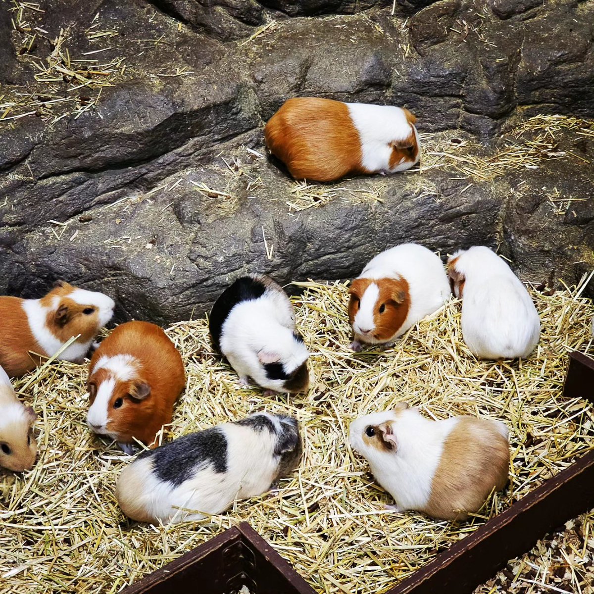 mc_xanthe's tweet photo. A little rain forest hidden in the aquarium pt.1 #aquaplanetilsan #aquaplanet #ilsan #aquarium #rainforest #animals #zoo #meerkat #lemur #guineapig #tarantula #ibis #lizard #photography https://t.co/q1u9jSabJT